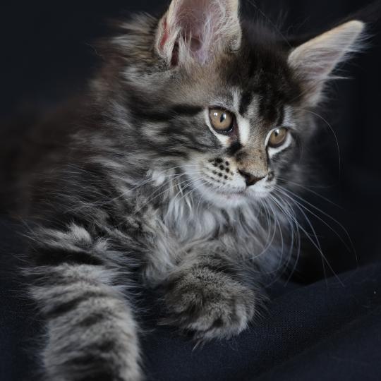 Brownie DE L'OR SAUVAGE Femelle Maine coon