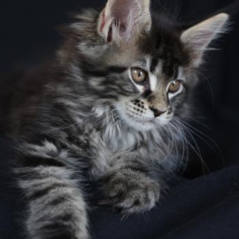 chaton Maine coon brown blotched tabby Brownie Elevage de maine coon L'Or sauvage