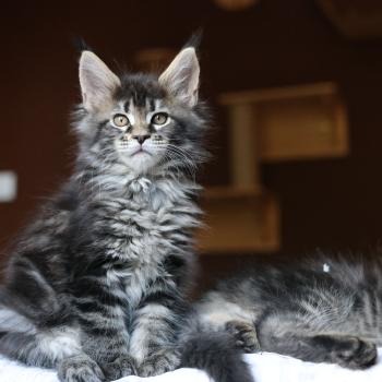 chaton Maine coon brown blotched tabby Brownie Elevage de maine coon L'Or sauvage