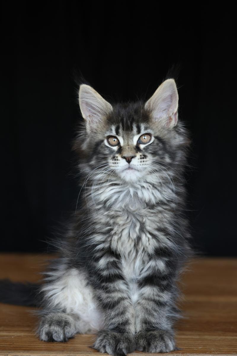 Brownie Giant DE L'OR SAUVAGE Femelle Maine coon