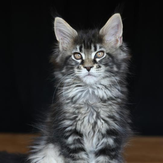 Brownie Giant DE L'OR SAUVAGE Femelle Maine coon
