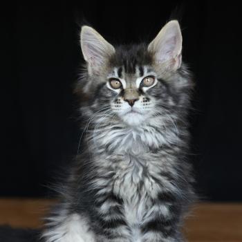 chaton Maine coon brown blotched tabby Brownie Giant Elevage de maine coon L'Or sauvage