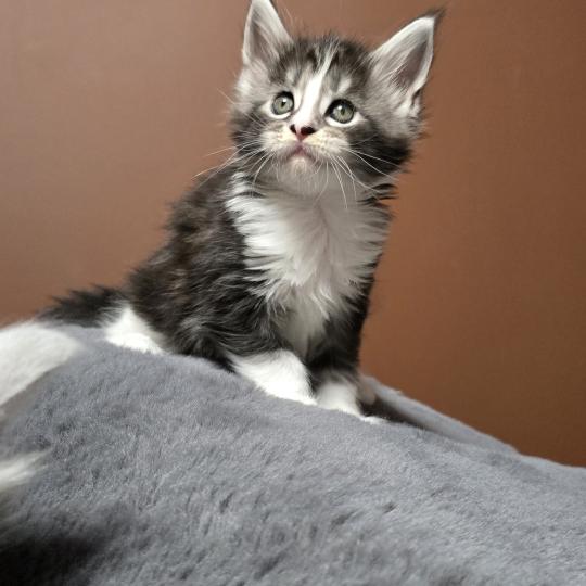 chaton Maine coon black silver blotched tabby & blanc Brézilia Elevage de maine coon L'Or sauvage