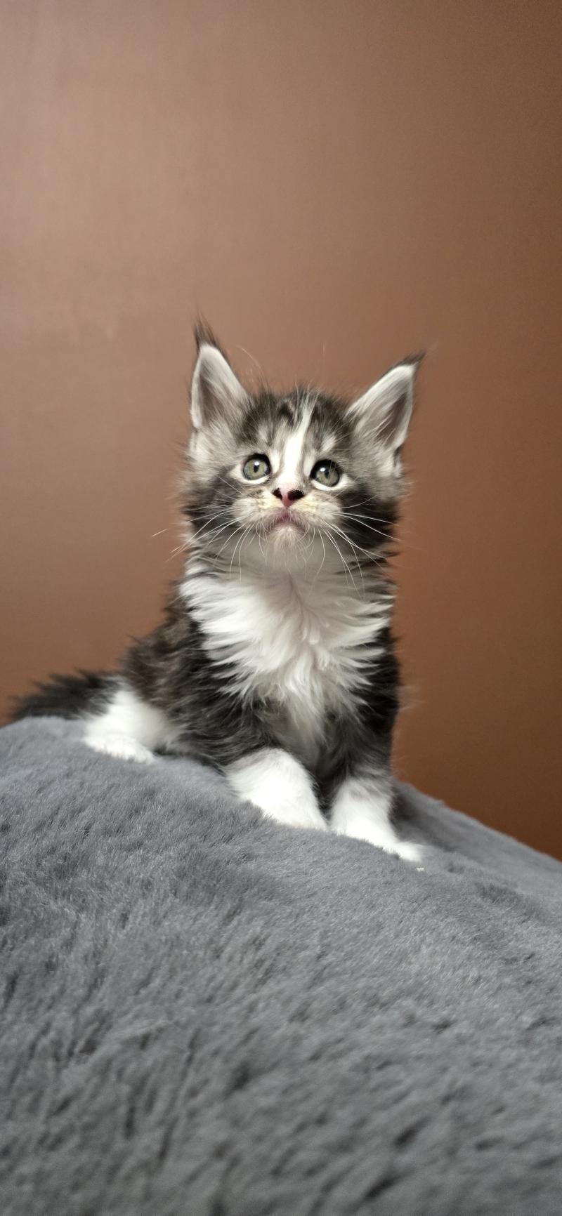 Baghera DE L'OR SAUVAGE Femelle Maine coon