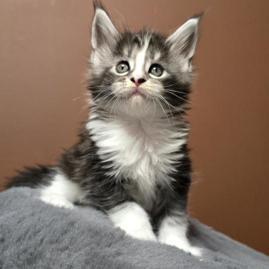 chaton Maine coon black silver blotched tabby & blanc Brézilia Elevage de maine coon L'Or sauvage
