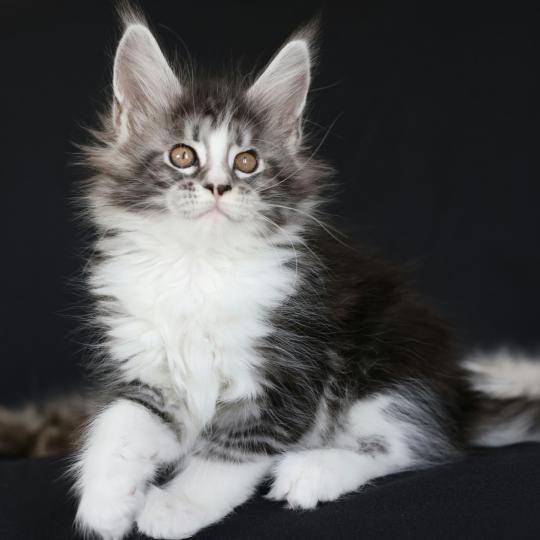 Baghera DE L'OR SAUVAGE Femelle Maine coon