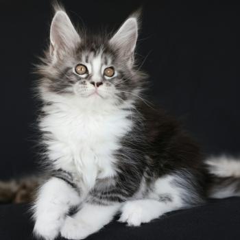 chaton Maine coon black silver blotched tabby & blanc Baghera Elevage de maine coon L'Or sauvage