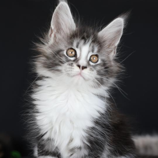 chaton Maine coon black silver blotched tabby & blanc Baghera Elevage de maine coon L'Or sauvage