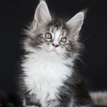 chaton Maine coon black silver blotched tabby & blanc Baghera Elevage de maine coon L'Or sauvage