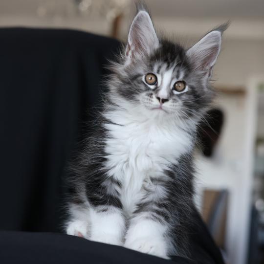 chaton Maine coon black silver blotched tabby & blanc Baghera Elevage de maine coon L'Or sauvage