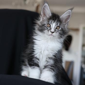 chaton Maine coon black silver blotched tabby & blanc Baghera Elevage de maine coon L'Or sauvage