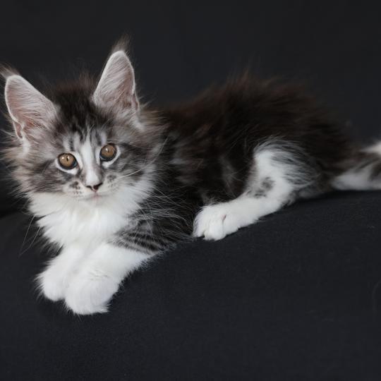 chaton Maine coon black silver blotched tabby & blanc Baghera Elevage de maine coon L'Or sauvage
