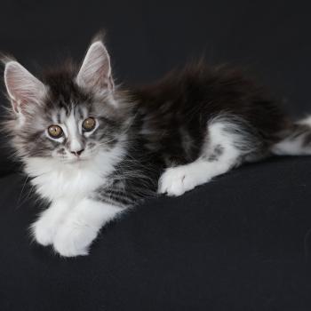 chaton Maine coon black silver blotched tabby & blanc Baghera Elevage de maine coon L'Or sauvage