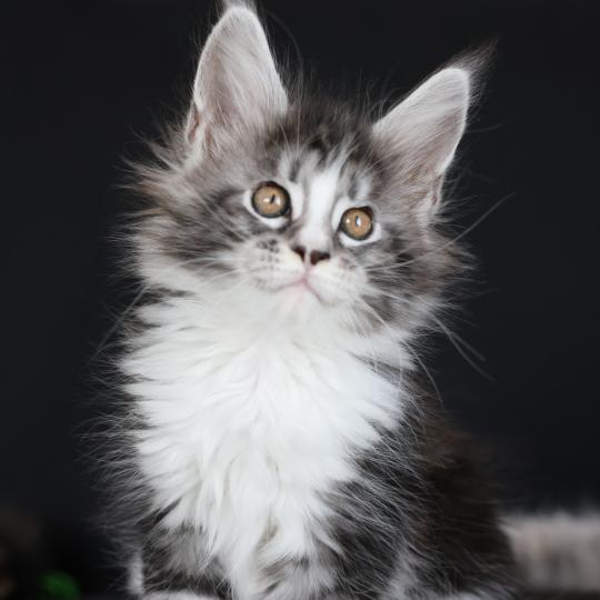 chaton Maine coon black silver blotched tabby & blanc Baghera Elevage de maine coon L'Or sauvage