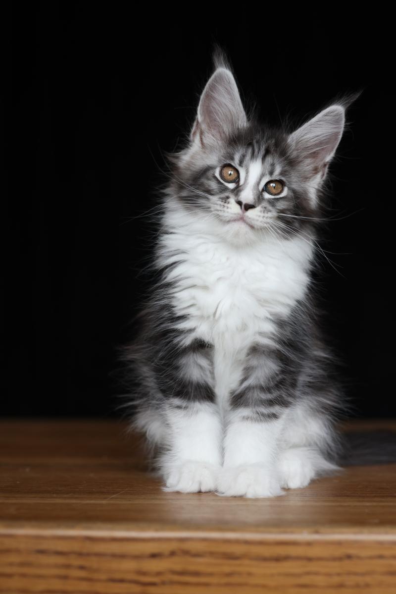 Baghera Boréal DE L'OR SAUVAGE Femelle Maine coon