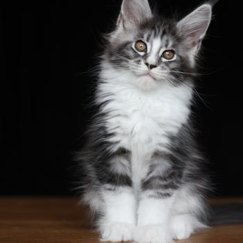 chaton Maine coon black silver blotched tabby & blanc Baghera Boréal Elevage de maine coon L'Or sauvage