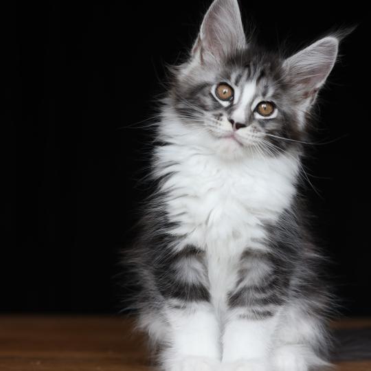 chaton Maine coon black silver blotched tabby & blanc Baghera Boréal Elevage de maine coon L'Or sauvage