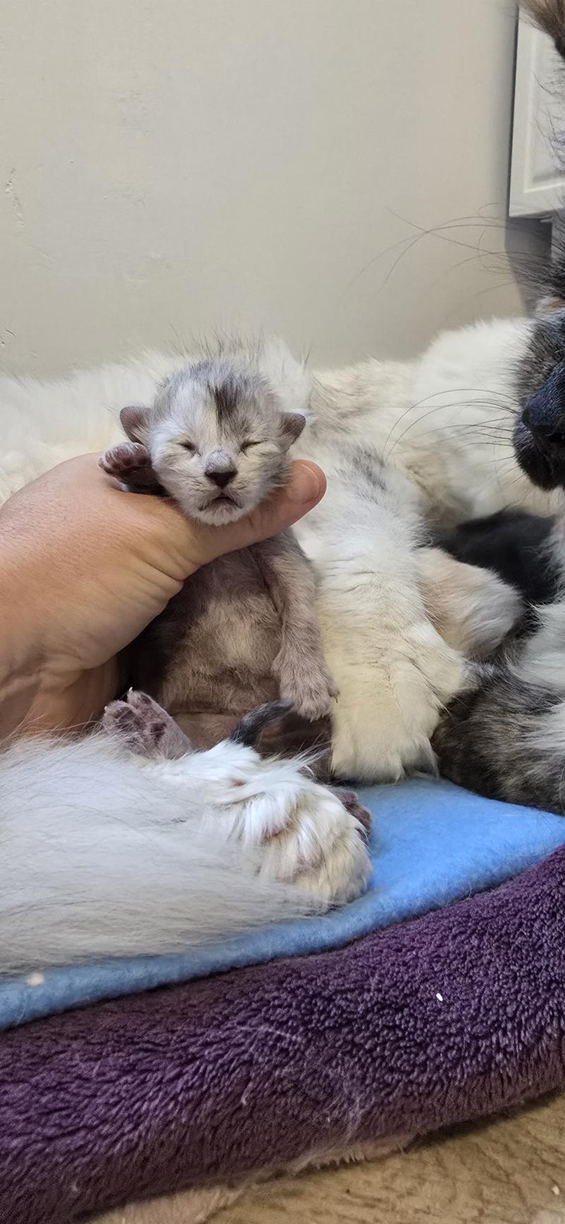 Bubble DE L'OR SAUVAGE Mâle Maine coon