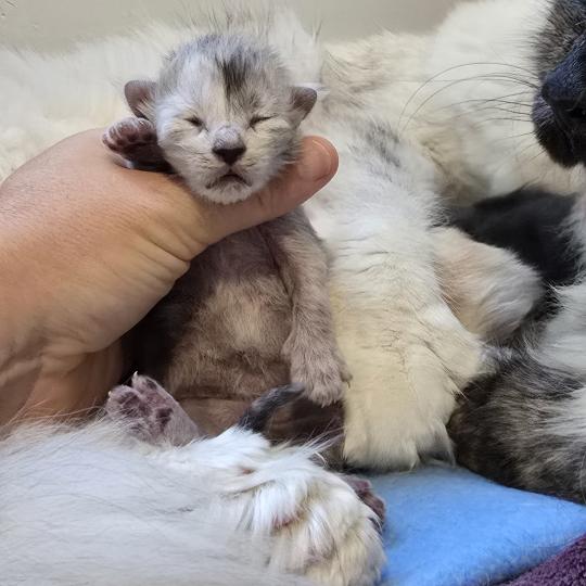chaton Maine coon black smoke Bubble Elevage de maine coon L'Or sauvage