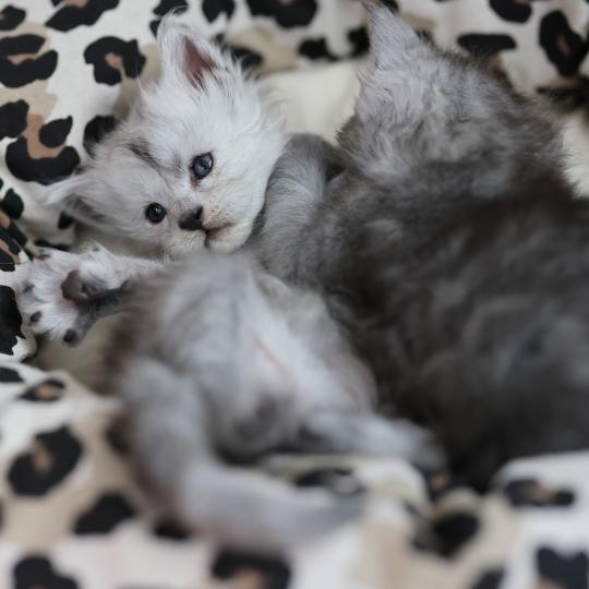chaton Maine coon black smoke Bubble Elevage de maine coon L'Or sauvage