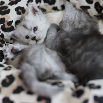 chaton Maine coon black smoke Bubble Elevage de maine coon L'Or sauvage