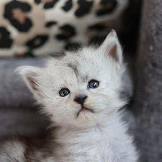 chaton Maine coon black smoke Bubble Elevage de maine coon L'Or sauvage