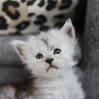 chaton Maine coon black smoke Bubble Elevage de maine coon L'Or sauvage