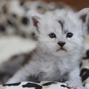 chaton Maine coon black smoke Bubble Elevage de maine coon L'Or sauvage