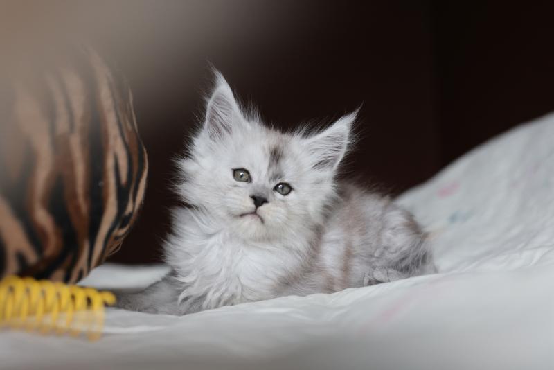 Bubble DE L'OR SAUVAGE Mâle Maine coon