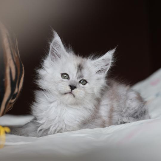 chaton Maine coon black smoke Bubble Elevage de maine coon L'Or sauvage