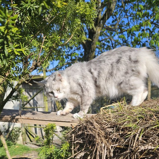 chat Maine coon black silver shaded & blanc MYCAT NORDIC LIGHT Maine Coon de L'Or sauvage