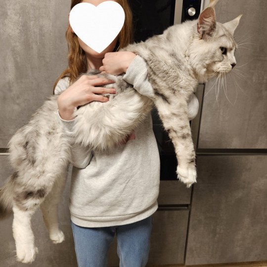 chat Maine coon black silver shaded & blanc MYCAT NORDIC LIGHT Maine Coon de L'Or sauvage