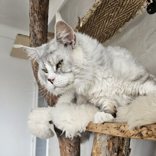MYCAT NORDIC LIGHT Mâle Maine coon