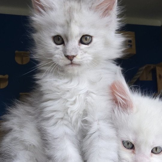 chaton Maine coon polydactyle black smoke & blanc Akesha Elevage de maine coon L'Or sauvage