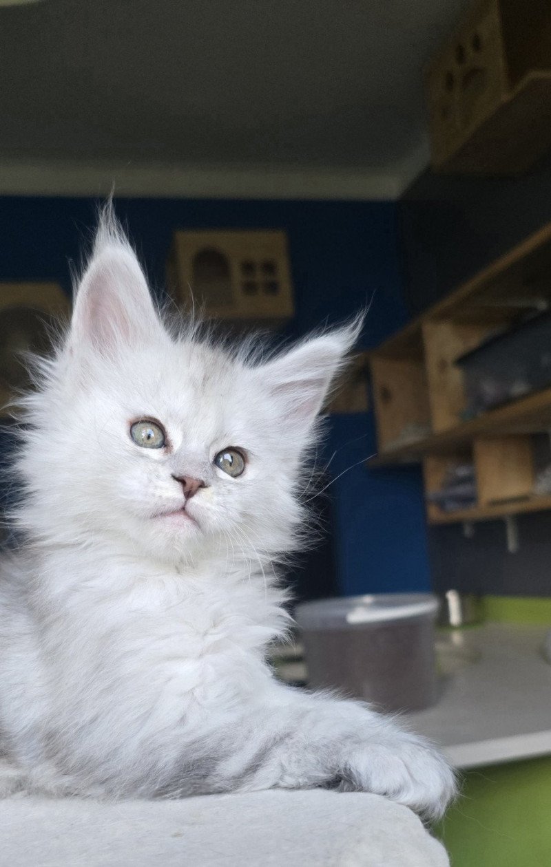 Akesha DE L'OR SAUVAGE Femelle Maine coon polydactyle