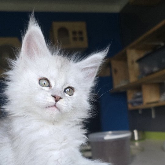 Akesha DE L'OR SAUVAGE Femelle Maine coon polydactyle