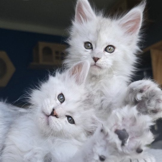 chaton Maine coon polydactyle black silver shaded & blanc Akesha Elevage de maine coon L'Or sauvage