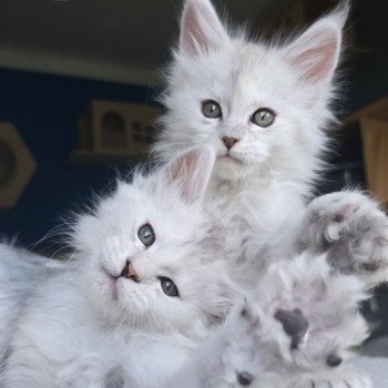 chaton Maine coon polydactyle black silver shaded & blanc Akesha Elevage de maine coon L'Or sauvage chaton Maine coon polydactyle black silver shaded & blanc Akesha Elevage de maine coon L'Or sauvage