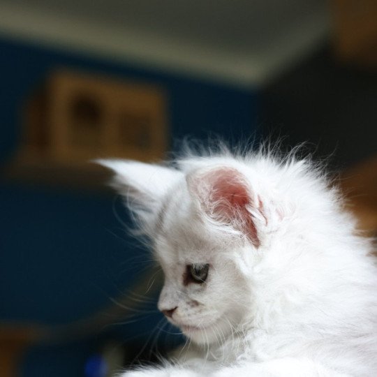 chaton Maine coon polydactyle black silver shaded & blanc Akesha Elevage de maine coon L'Or sauvage