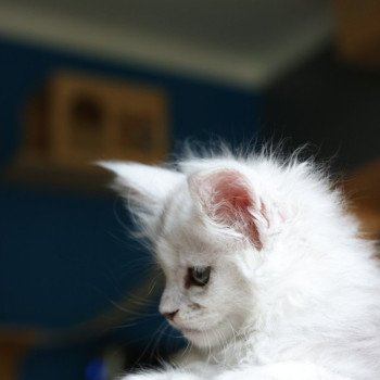 chaton Maine coon polydactyle black silver shaded & blanc Akesha Elevage de maine coon L'Or sauvage chaton Maine coon polydactyle black silver shaded & blanc Akesha Elevage de maine coon L'Or sauvage