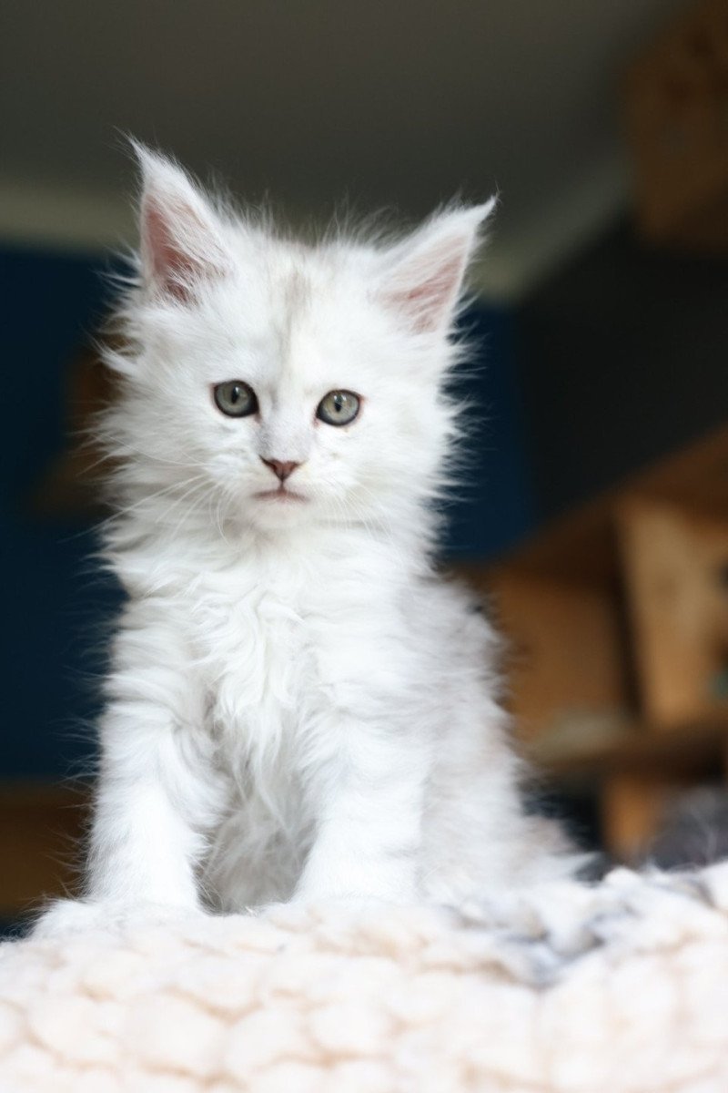 Akesha DE L'OR SAUVAGE Femelle Maine coon polydactyle
