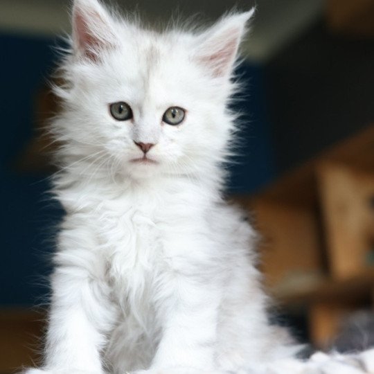 chaton Maine coon polydactyle black silver shaded & blanc Akesha Elevage de maine coon L'Or sauvage