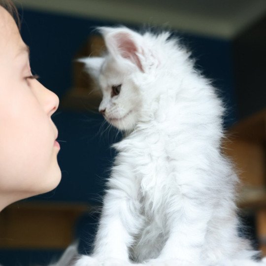 chaton Maine coon polydactyle black silver shaded & blanc Akesha Elevage de maine coon L'Or sauvage