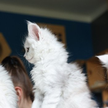 chaton Maine coon polydactyle black silver shaded & blanc Akesha Elevage de maine coon L'Or sauvage chaton Maine coon polydactyle black silver shaded & blanc Akesha Elevage de maine coon L'Or sauvage