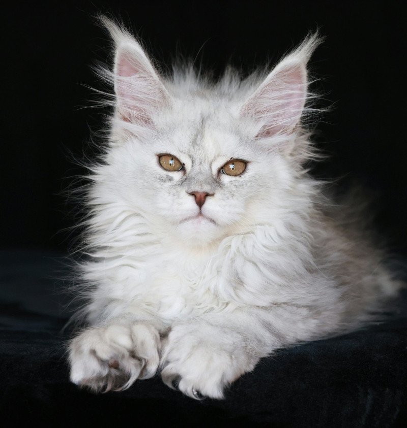 Akesha DE L'OR SAUVAGE Femelle Maine coon polydactyle