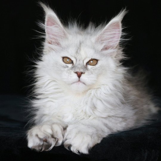 chaton Maine coon polydactyle black silver shaded & blanc Akesha Elevage de maine coon L'Or sauvage