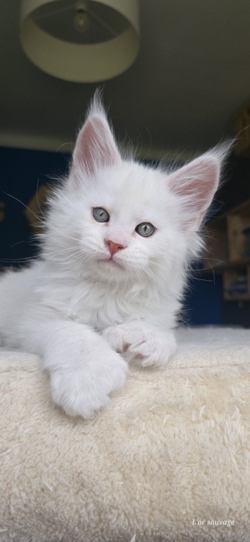 Attila DE L'OR SAUVAGE Mâle Maine coon polydactyle
