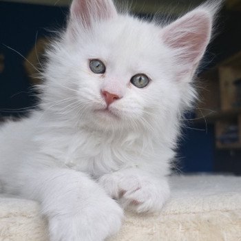 chaton Maine coon polydactyle red shell Akhenaton Elevage de maine coon L'Or sauvage chaton Maine coon polydactyle red shell Akhenaton Elevage de maine coon L'Or sauvage