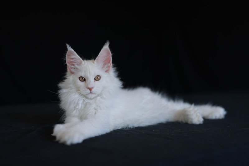 Attila DE L'OR SAUVAGE Mâle Maine coon polydactyle