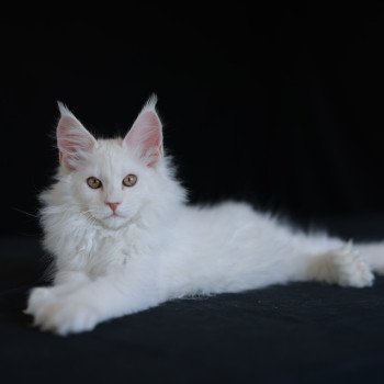 chaton Maine coon polydactyle red shell Attila Elevage de maine coon L'Or sauvage chaton Maine coon polydactyle red shell Attila Elevage de maine coon L'Or sauvage
